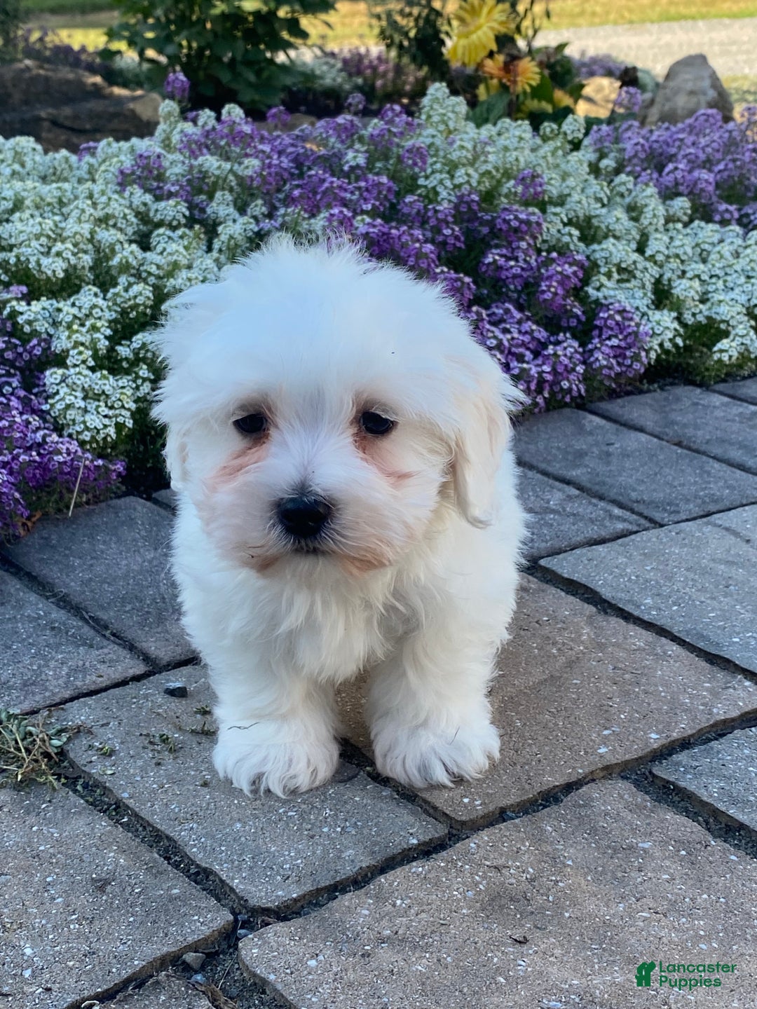 Coton De Tulear dogs for sale: Clifford  - Ad 10