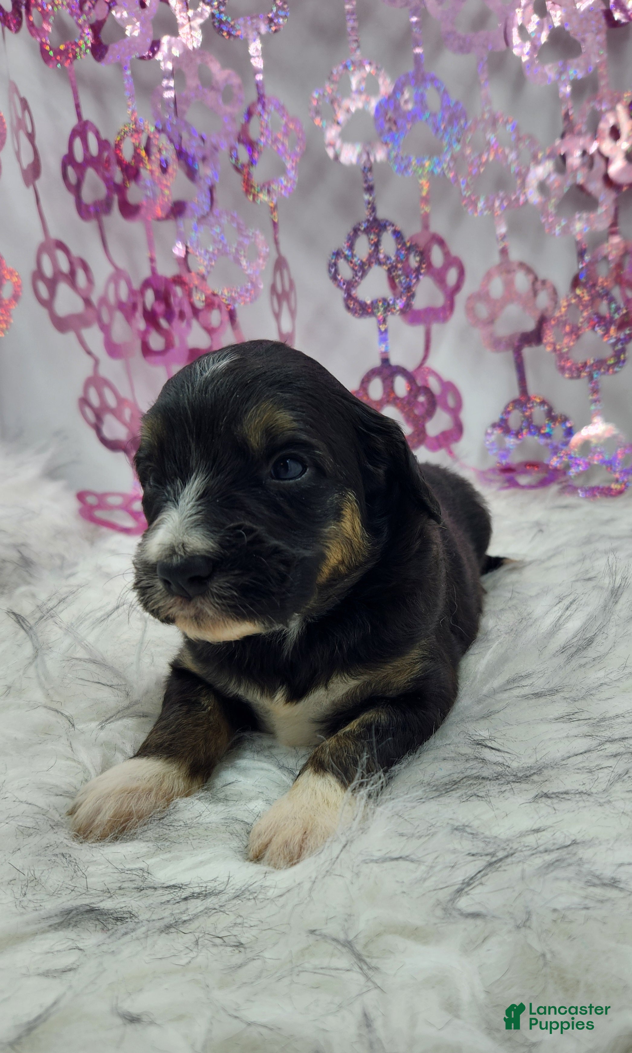 Mini Aussiedoodle dogs Mini Aussiedoodle Puppy 2 - Ad 36