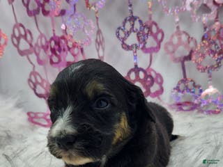 Mini Aussiedoodle dogs Mini Aussiedoodle Puppy 2 - Ad 15