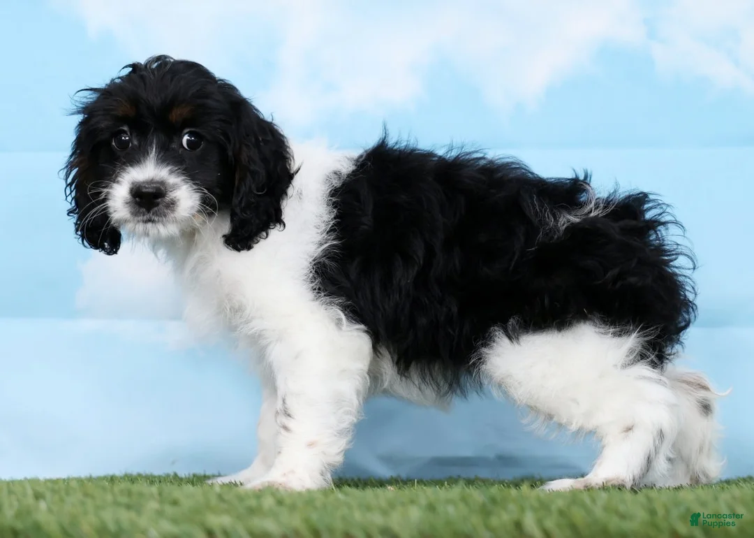 Cockapoo dogs for sale: Truffle - Ad 3