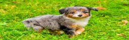 Mini Aussiedoodle dogs for sale: Lacey - Ad 8
