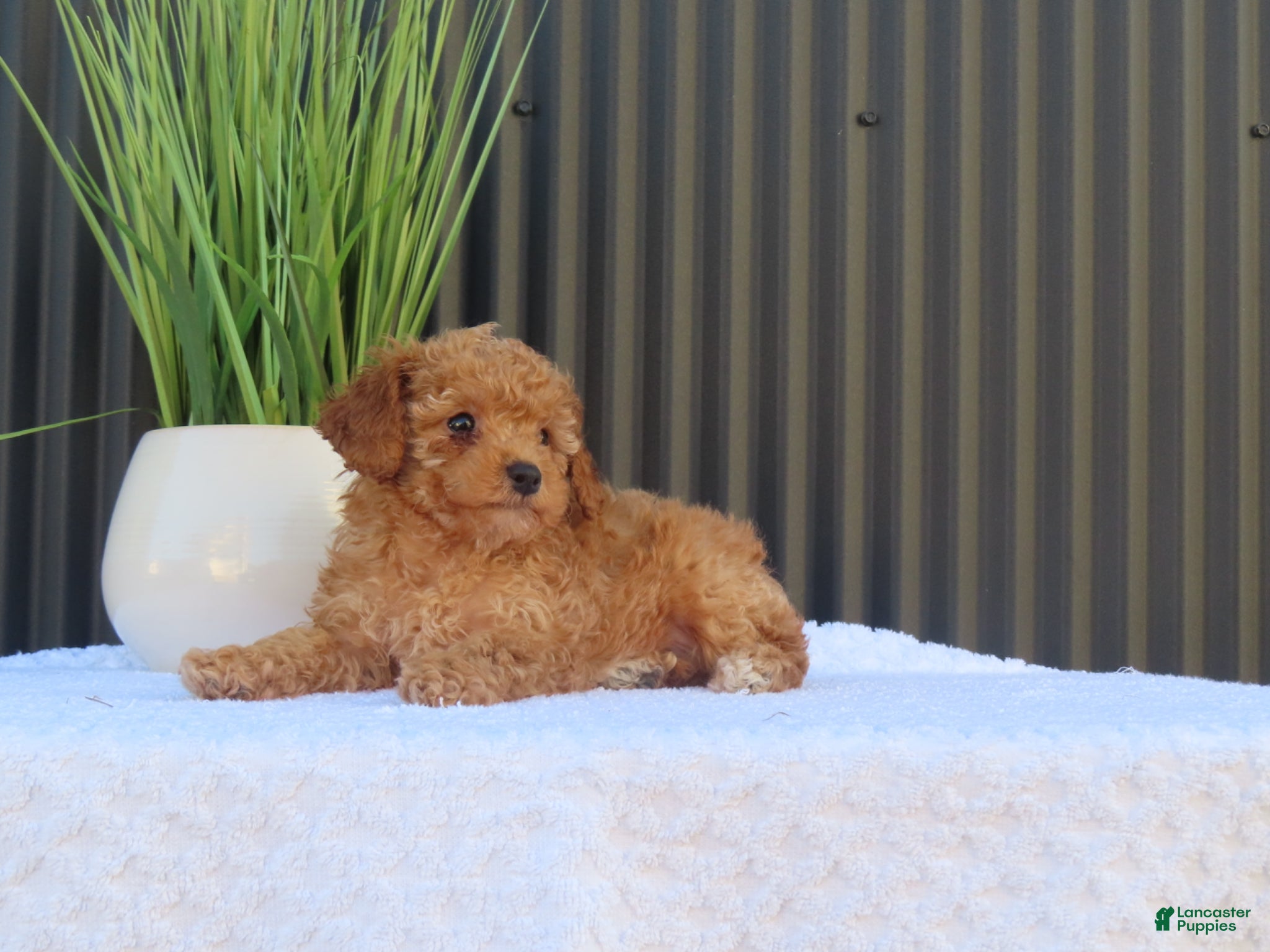 Toy Poodle dogs for sale: Bobby - Ad 2