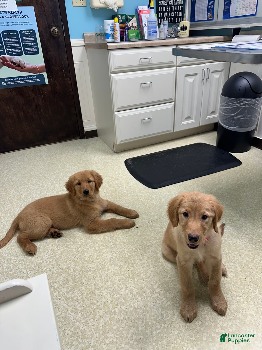Golden Retriever dogs for sale: Golden Retriever Dark Pink Girl - Ad 48