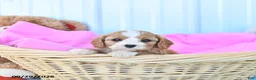 Cavapoo dogs for sale: Bonnie - Ad 3