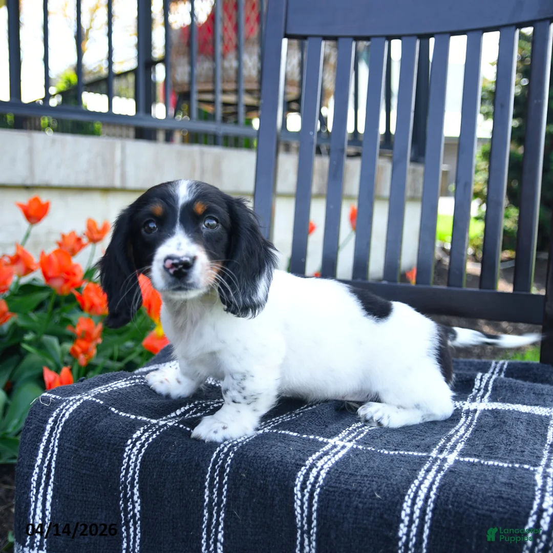 Miniature Dachshund dogs for sale: Dozer - Ad 1