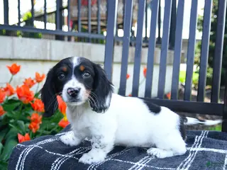 Miniature Dachshund dogs for sale: Dozer - Ad 2