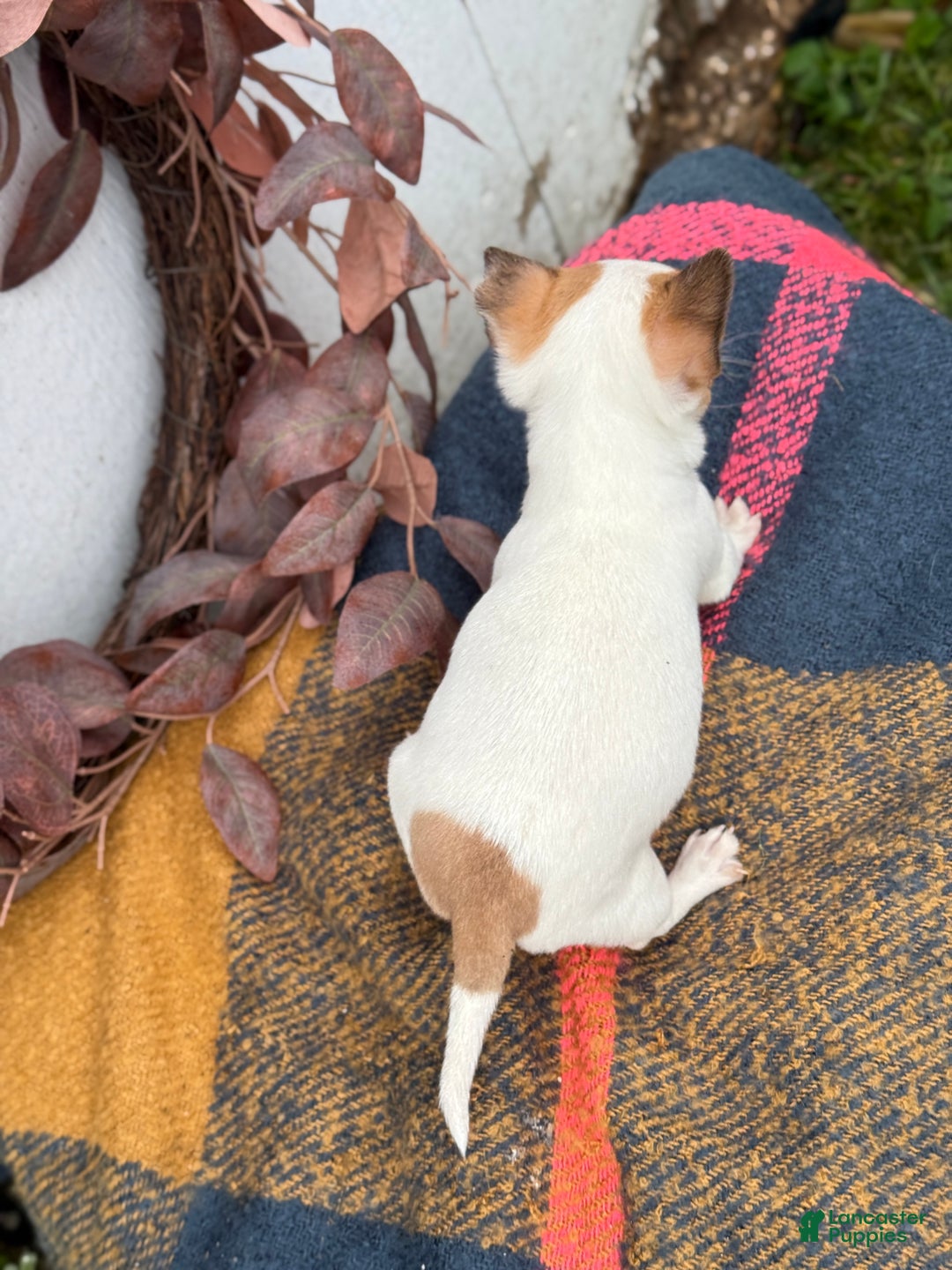 Chihuahua dogs for sale: Beany - Ad 6