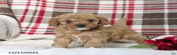 Cavapoo dogs for sale: Kandy - Ad 1