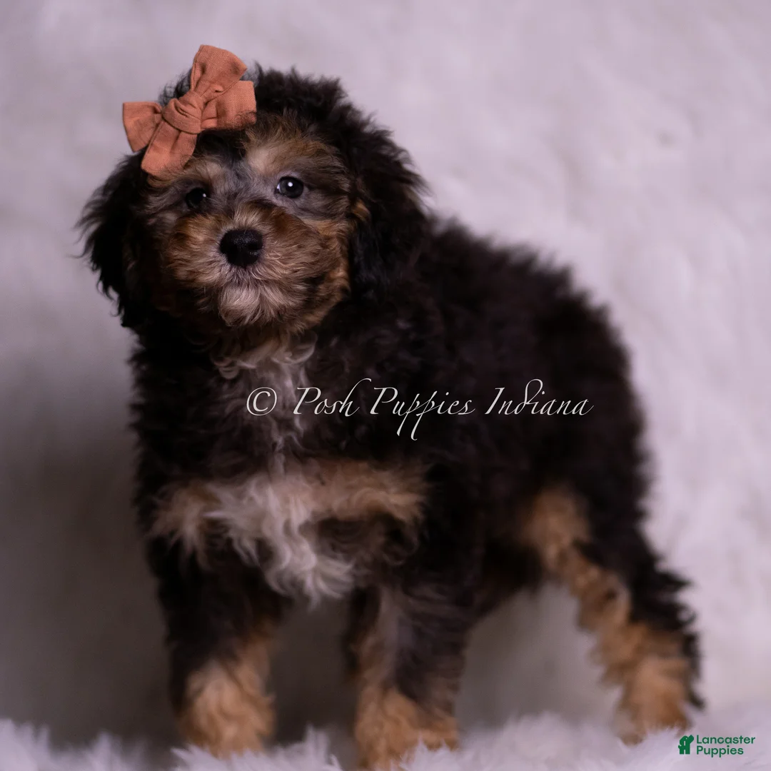 Mini Goldendoodle dogs for sale: Rocco - Ad 2