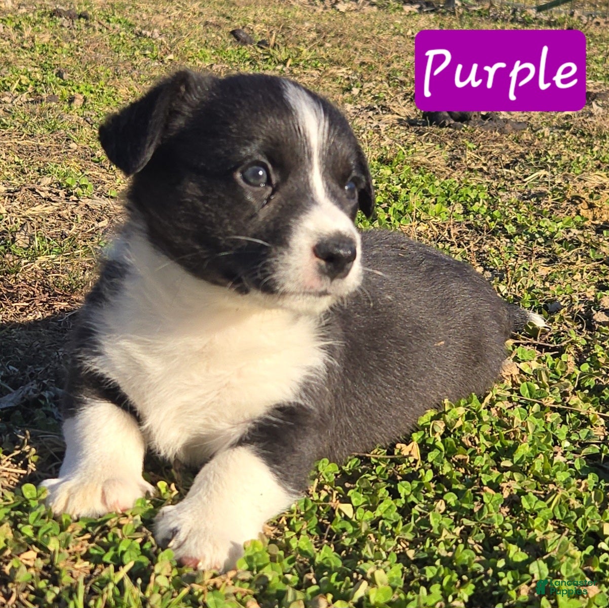 Welsh Corgi Cardigan dogs Welsh Corgi Cardigan Puppy 5 - Ad 1