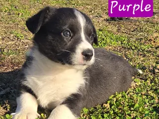 Welsh Corgi Cardigan dogs for sale: Welsh Corgi Cardigan Puppy 4 - Ad 1