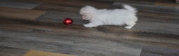 Maltese dogs for sale: Snowflake - Ad 5