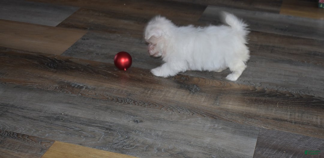 Maltese dogs for sale: Snowflake - Ad 5