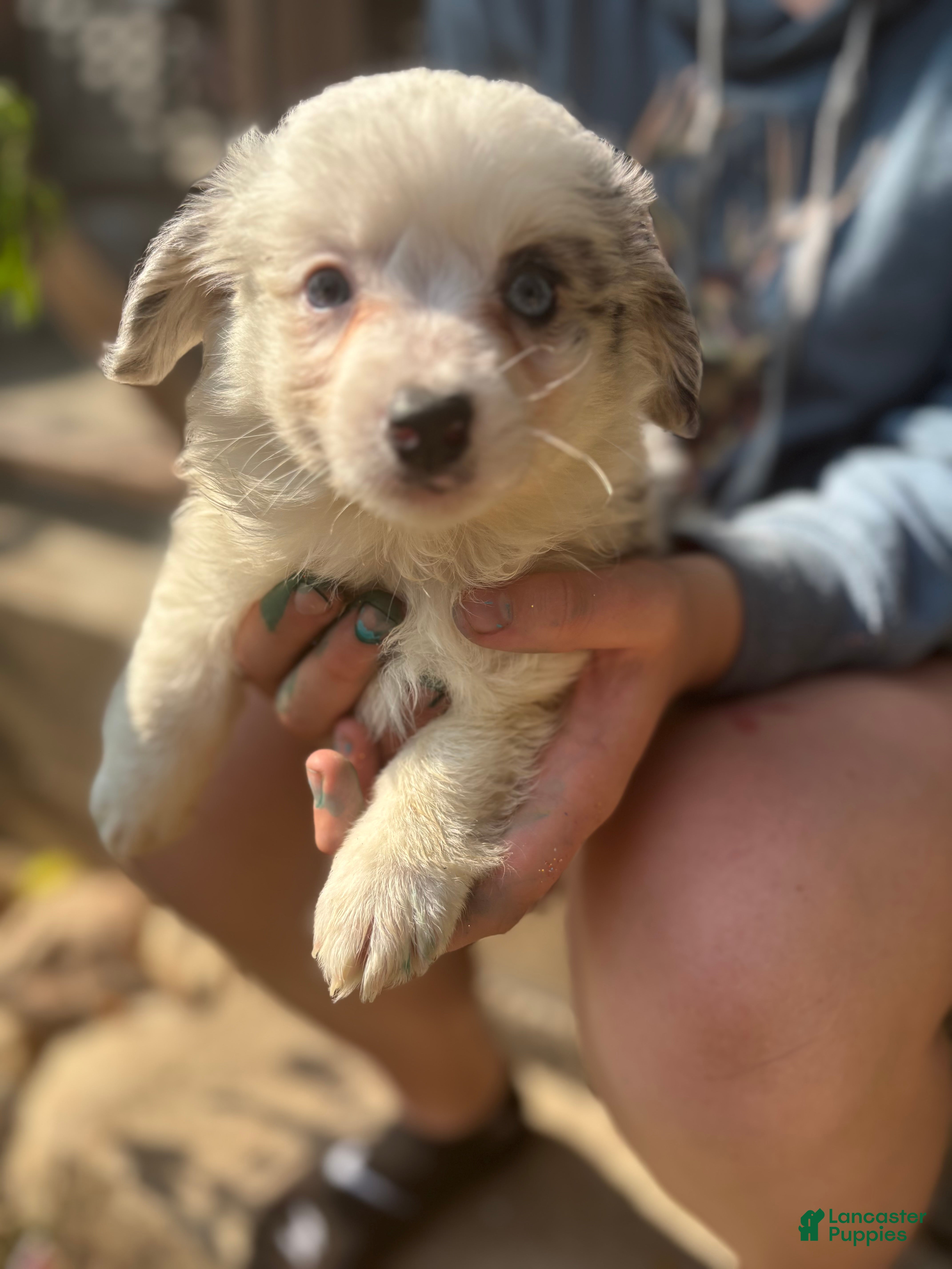 Mixed Breed dogs Spot - Ad 2