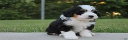 Mini Bernedoodle dogs for sale: Lola - Ad 3