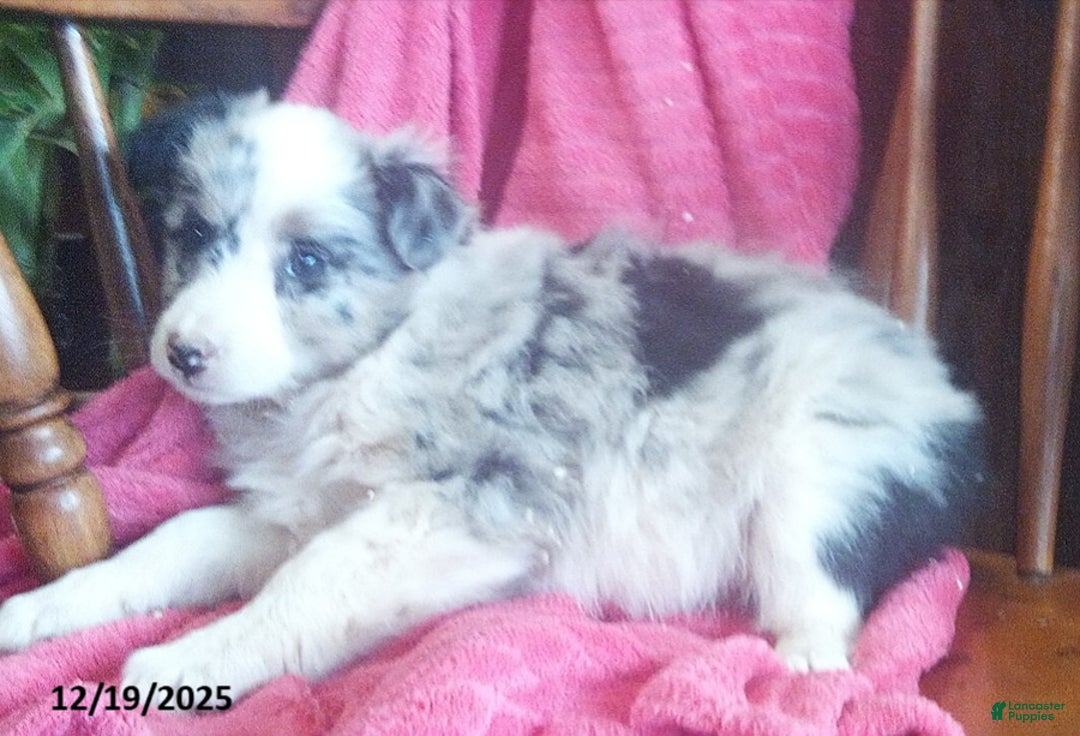 Miniature Australian Shepherd dogs for sale: Nova - Ad 2