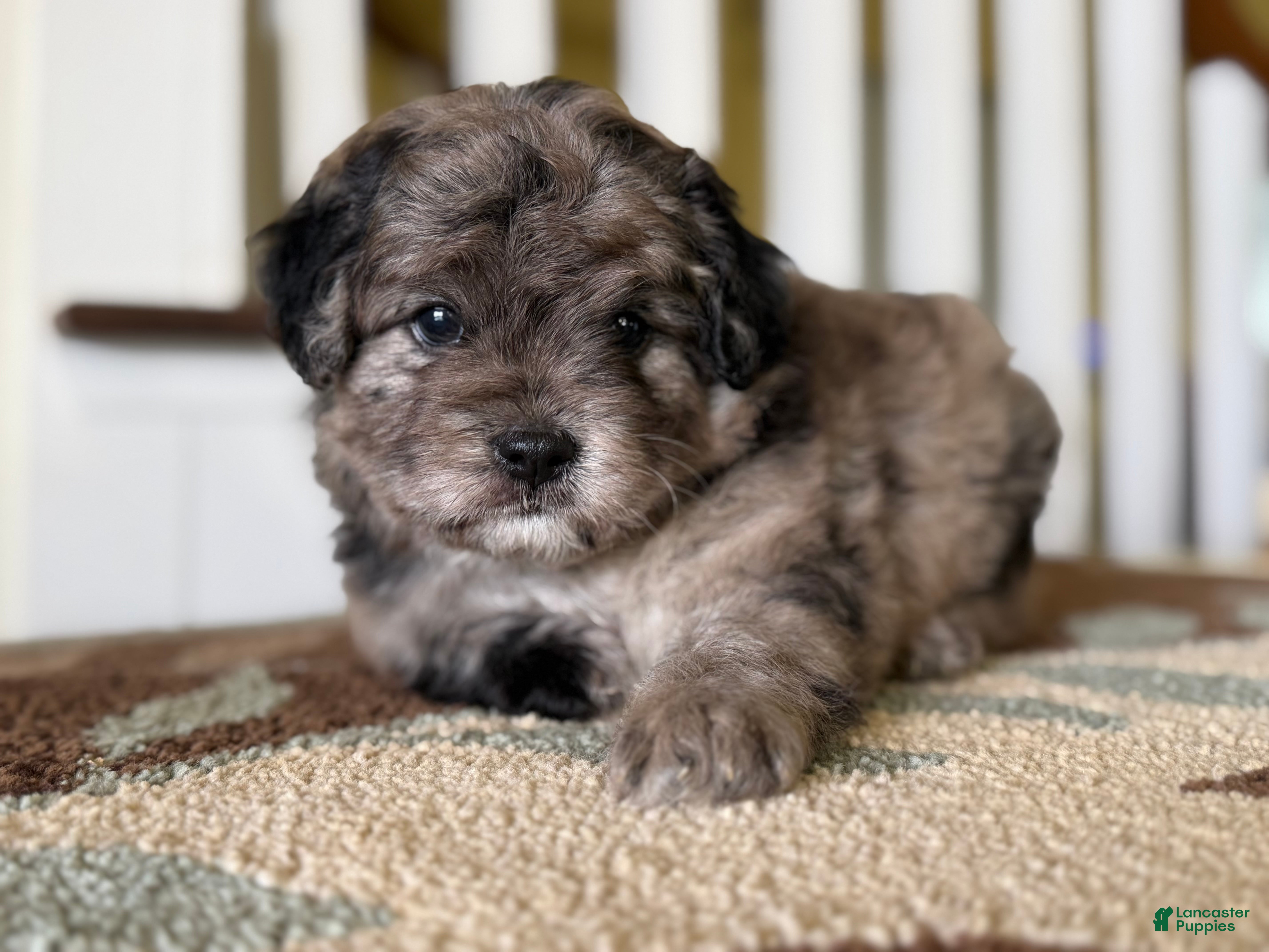 Mixed Breed dogs Theo - Ad 31