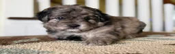 Mixed Breed dogs for sale: Theo - Ad 1