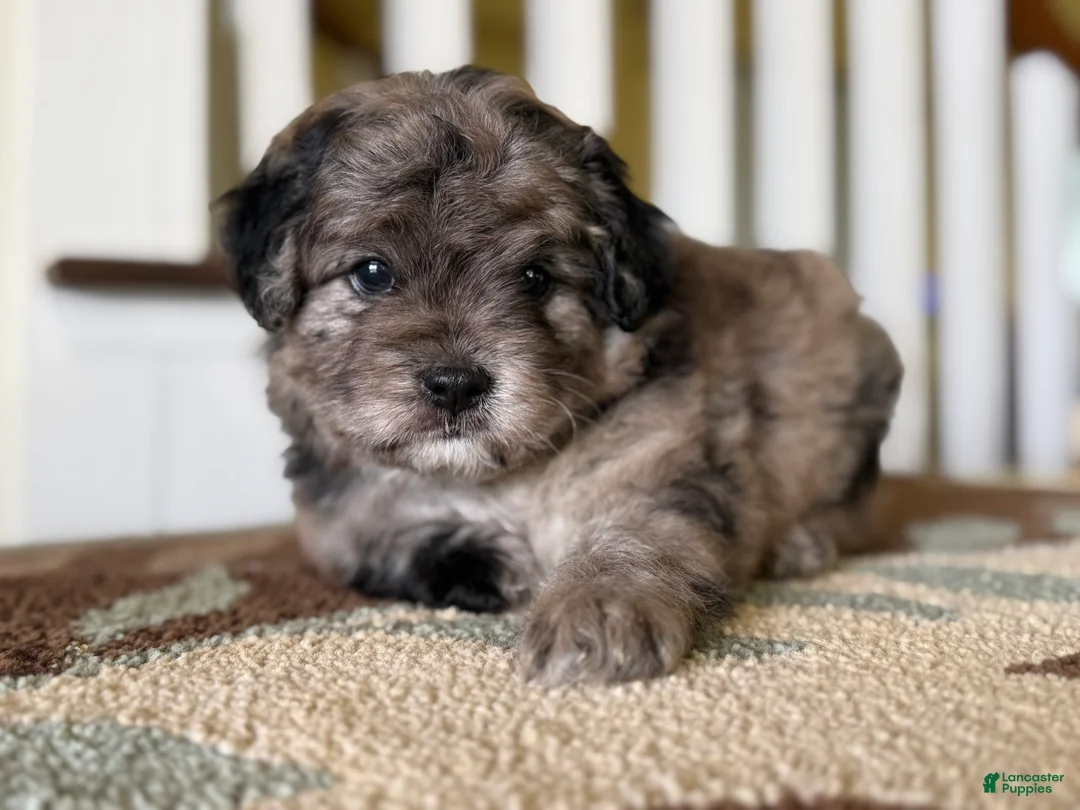 Mixed Breed dogs for sale: Theo - Ad 1