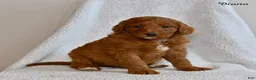 Goldendoodle dogs for sale: Diana - Ad 4