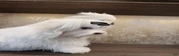 Maltese dogs for sale: Tobi - Ad 4