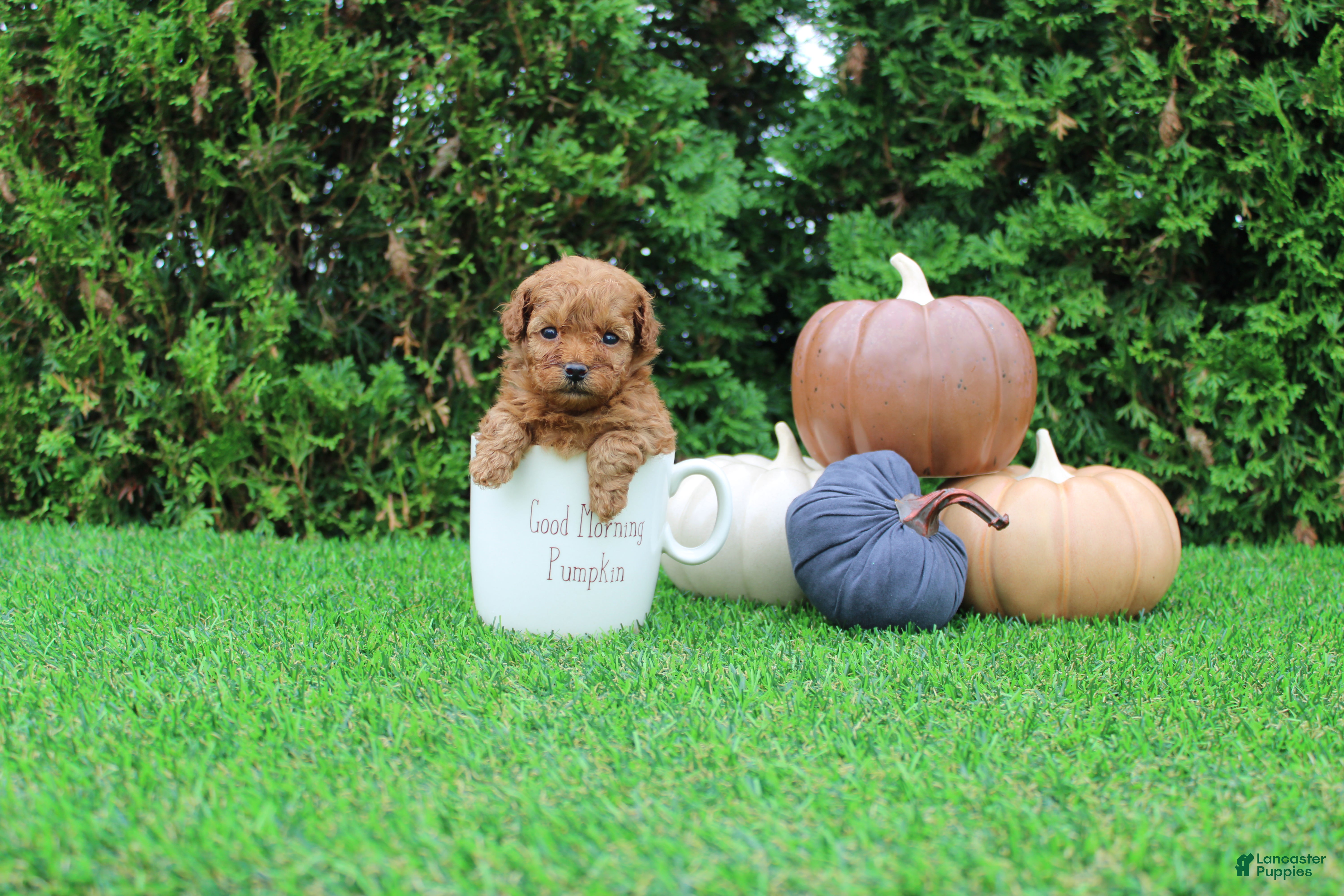 Toy Poodle dogs for sale: AKC Enzo(tiny) - Ad 2