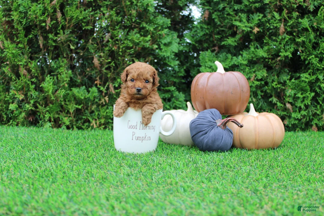 Toy Poodle dogs for sale: AKC Enzo(tiny) - Ad 1
