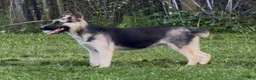 Gerberian Shepsky dogs for sale: Zina - Ad 2