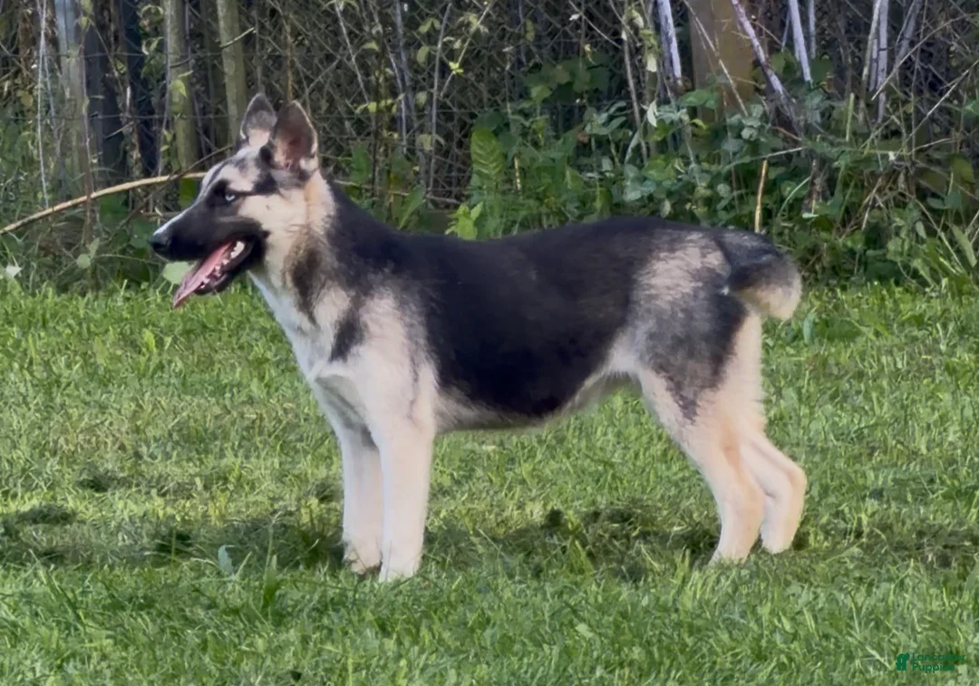 Gerberian Shepsky dogs for sale: Zina - Ad 2
