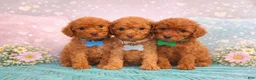 Mini Goldendoodle dogs for sale:  Puppy 4 - Ad 5