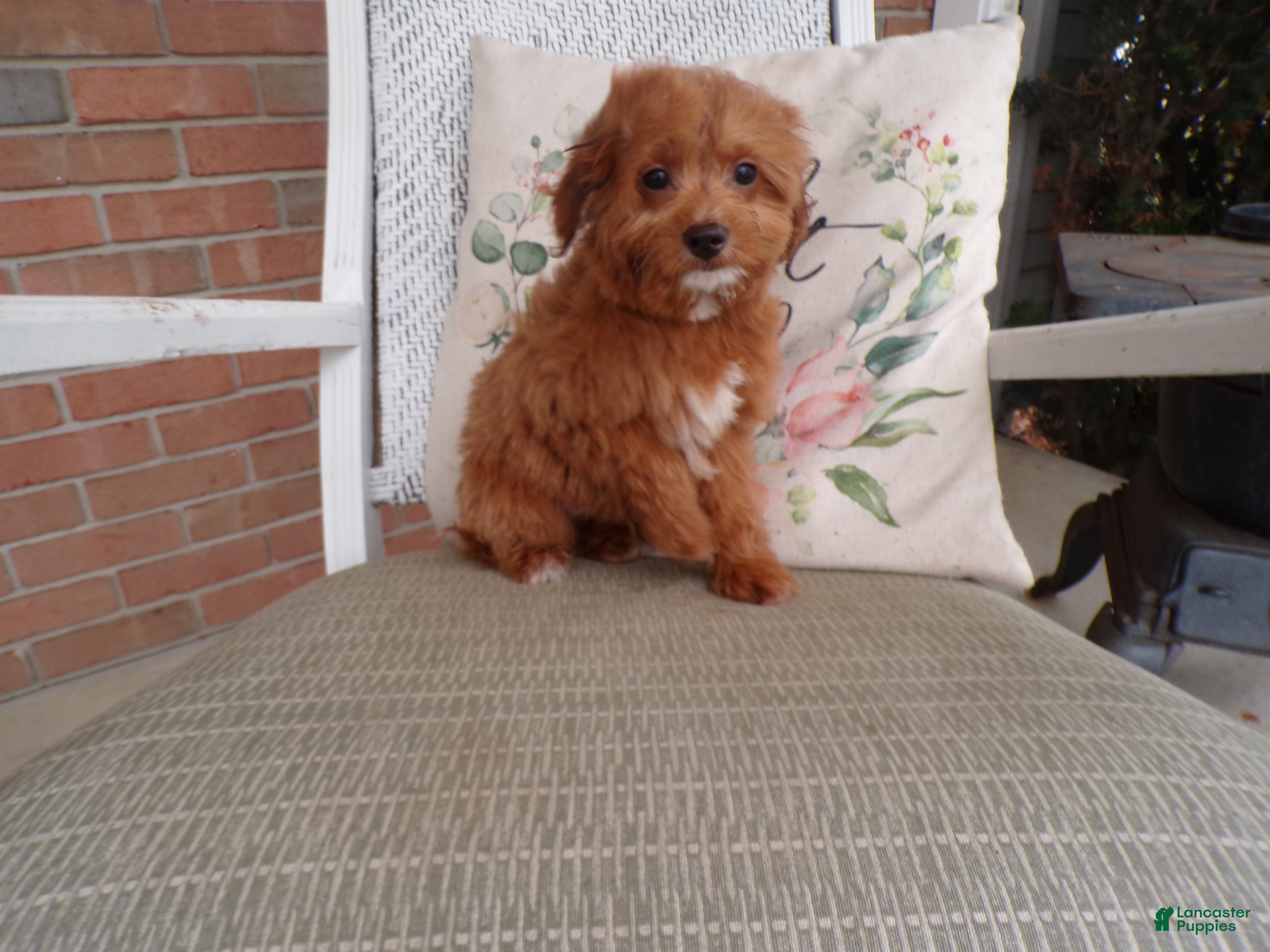 Mini Goldendoodle dogs Boston - Ad 2