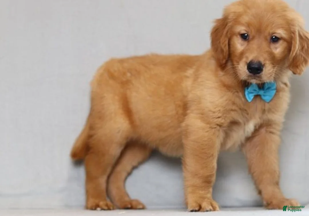 Golden Retriever dogs for sale: Golden Retriever 2 - Ad 4