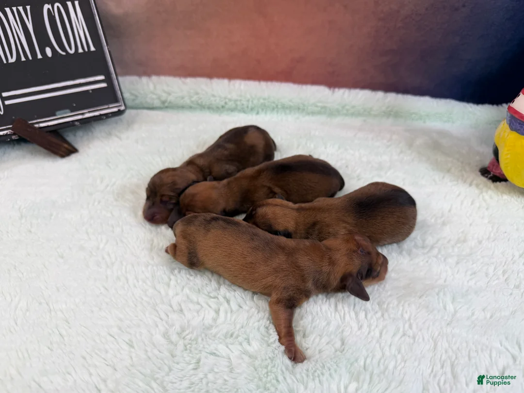 Miniature Dachshund dogs for sale: Miniature Dachshund Puppy 3 - Ad 2