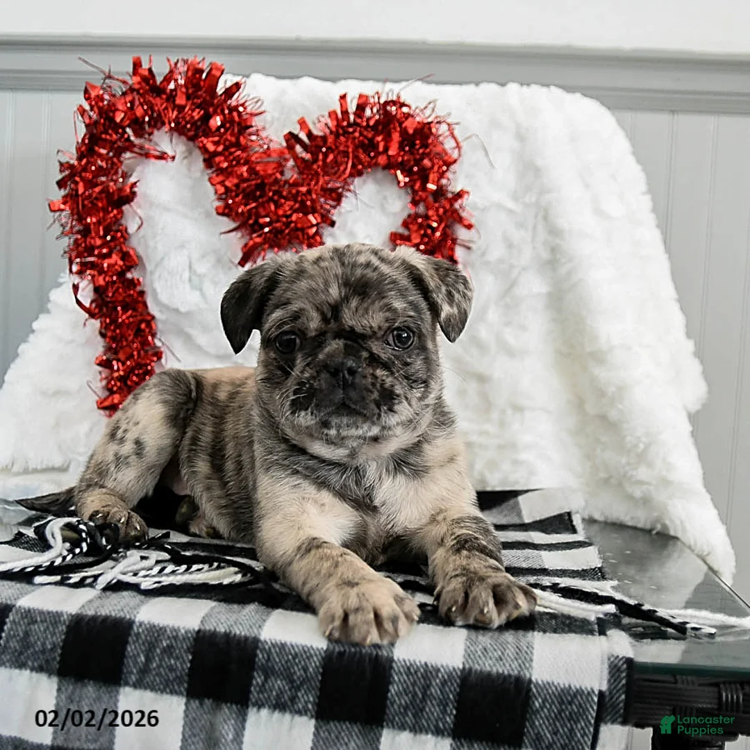 Pug dogs for sale: Oreo - Ad 3