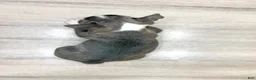 Boston Terrier dogs for sale: Allison - Ad 5