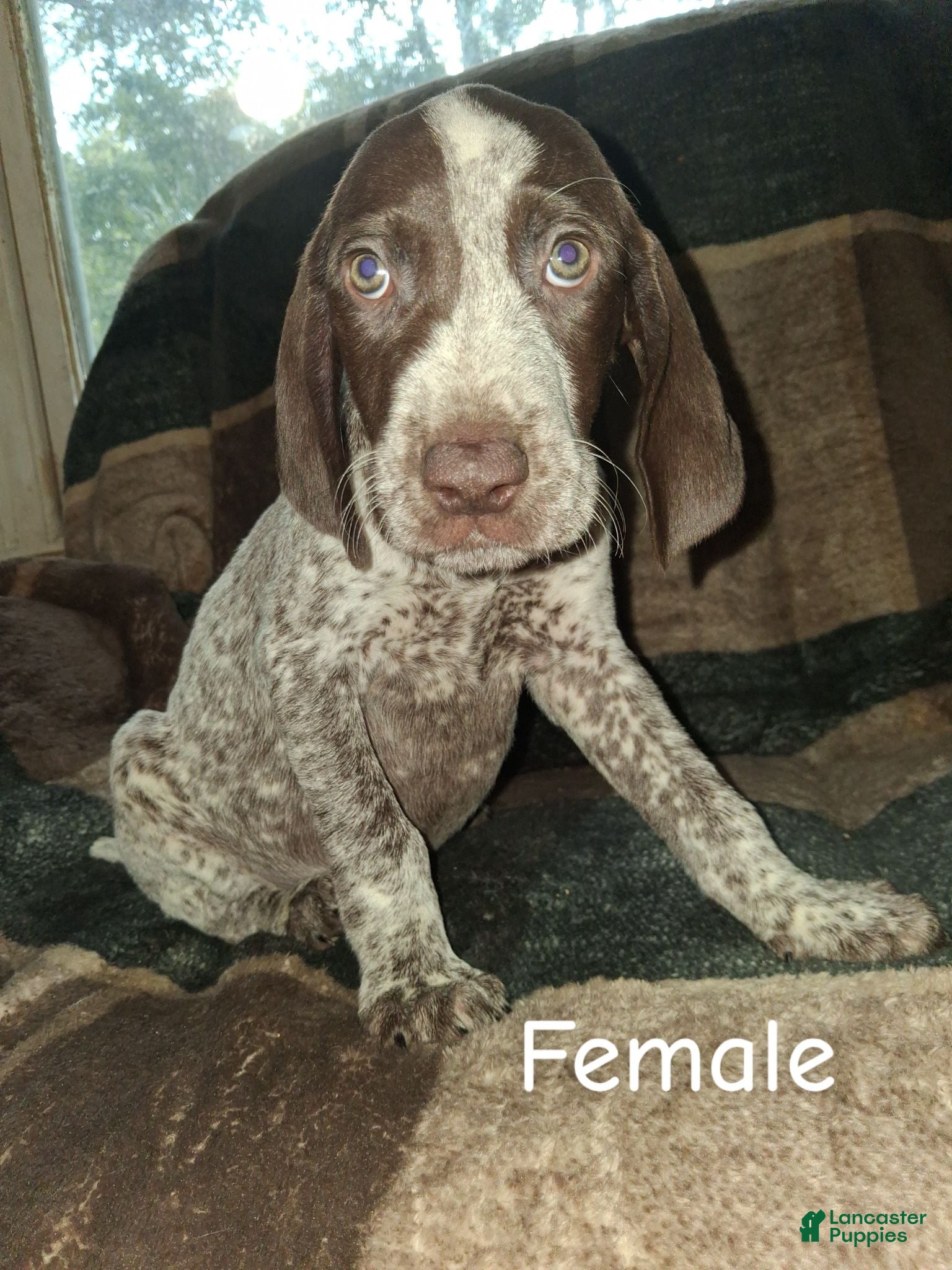 German Shorthaired Pointer dogs German Shorthaired Pointer 2 - Ad 42