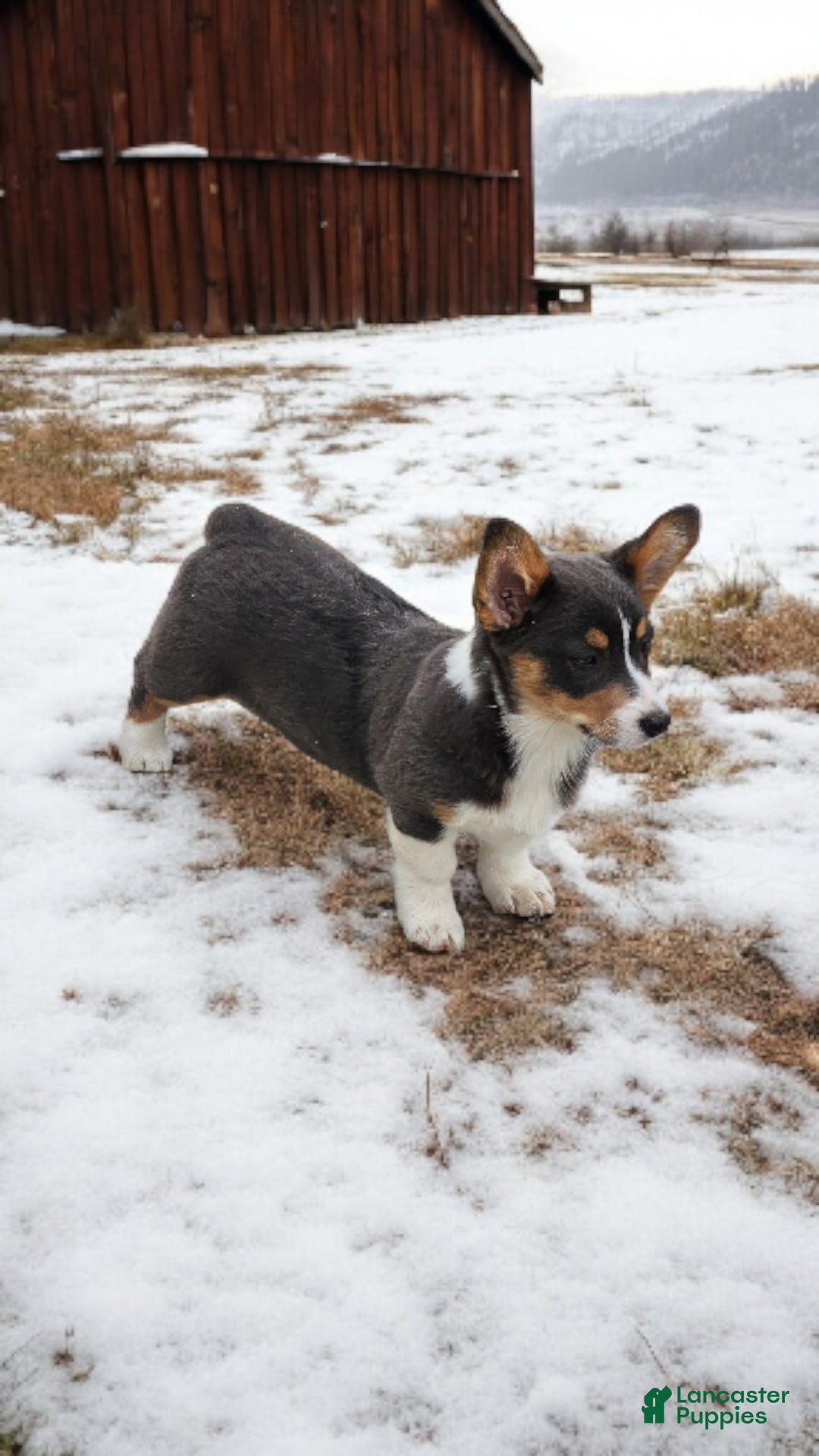 Welsh Corgi Pembroke dogs for sale: Apple Bluie - Ad 8