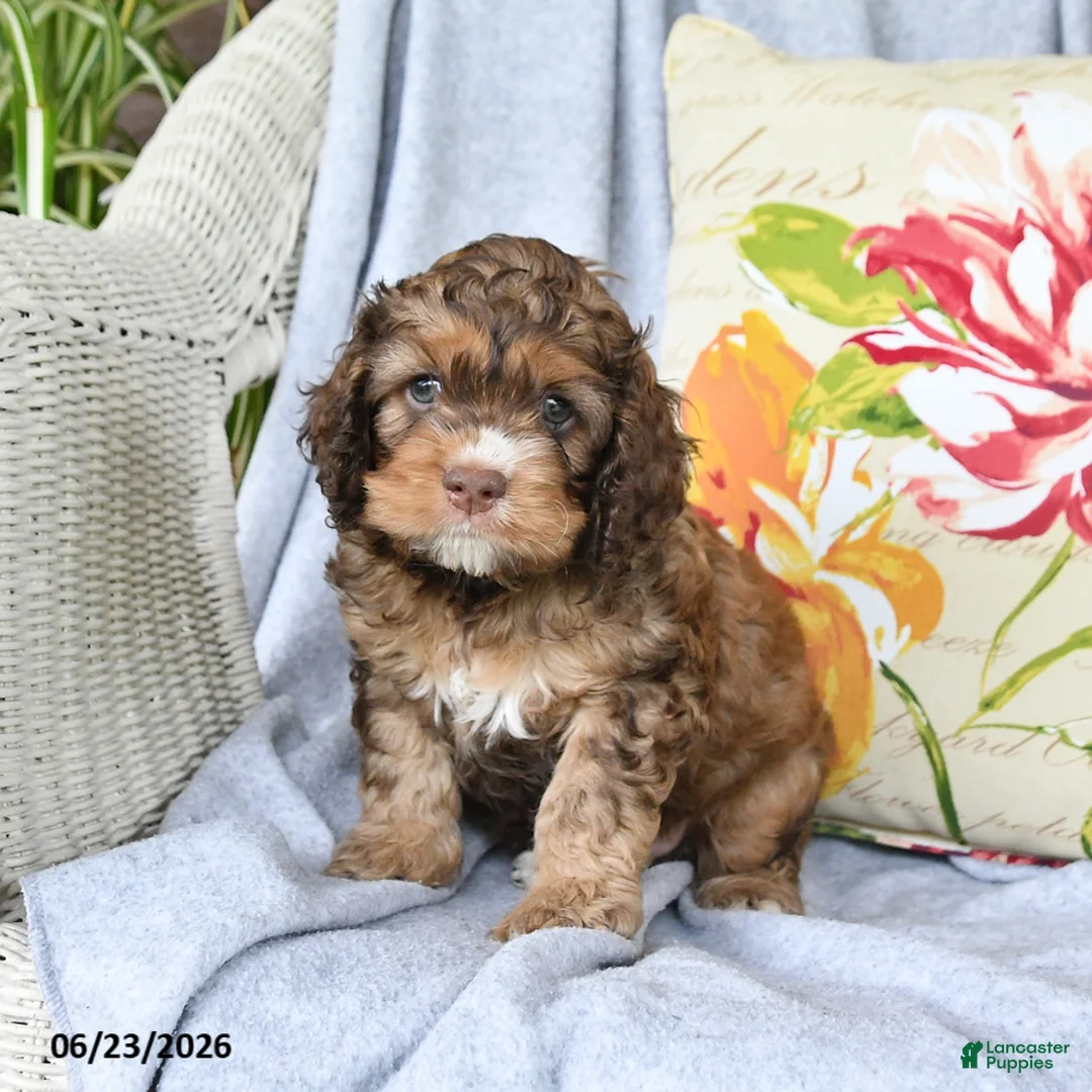 Cockapoo dogs for sale: Snuggles   - Ad 1