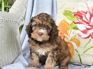 Cockapoo dogs for sale: Snuggles - Ad 3