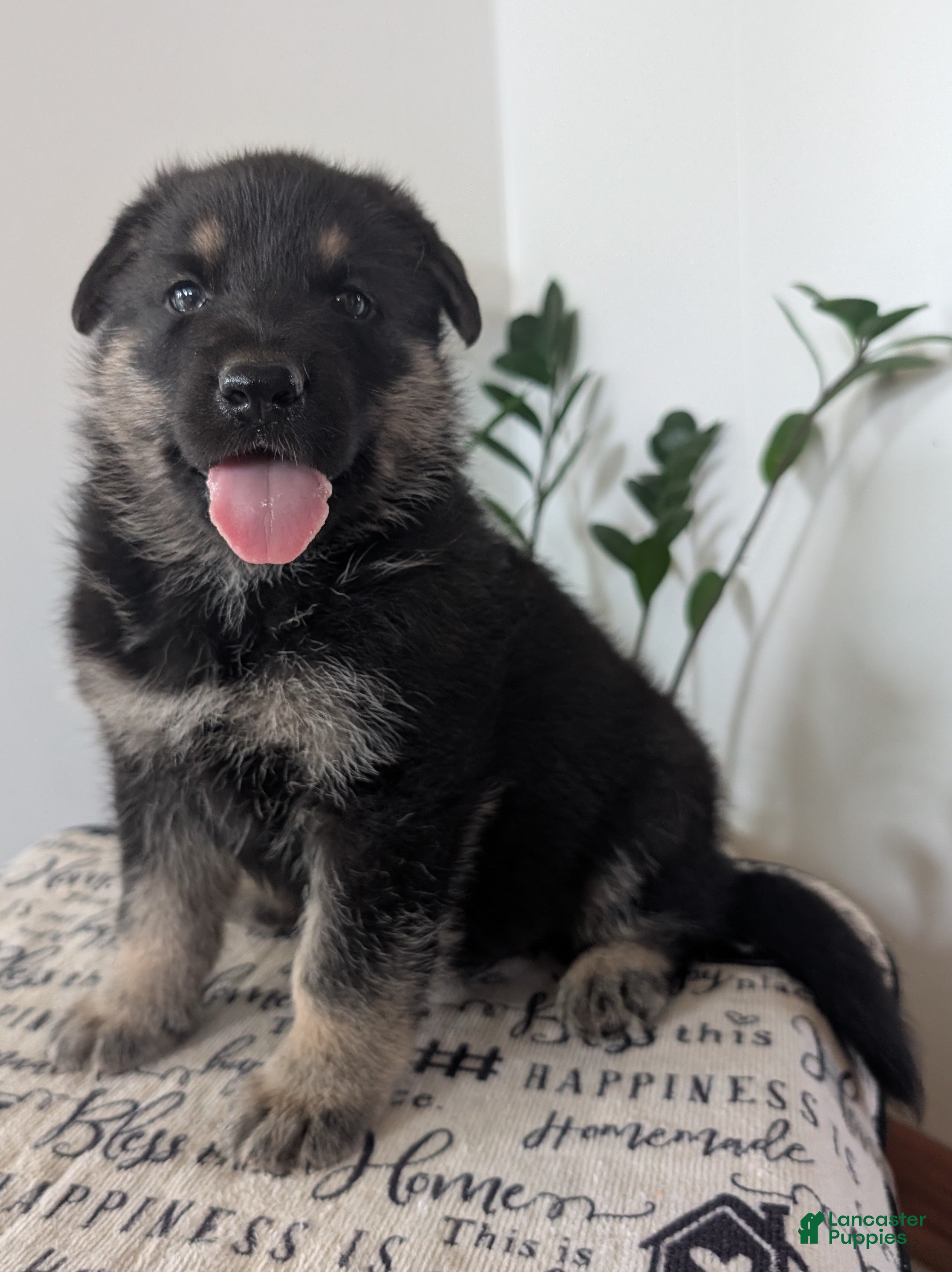 German Shepherd dogs Ben - Ad 1