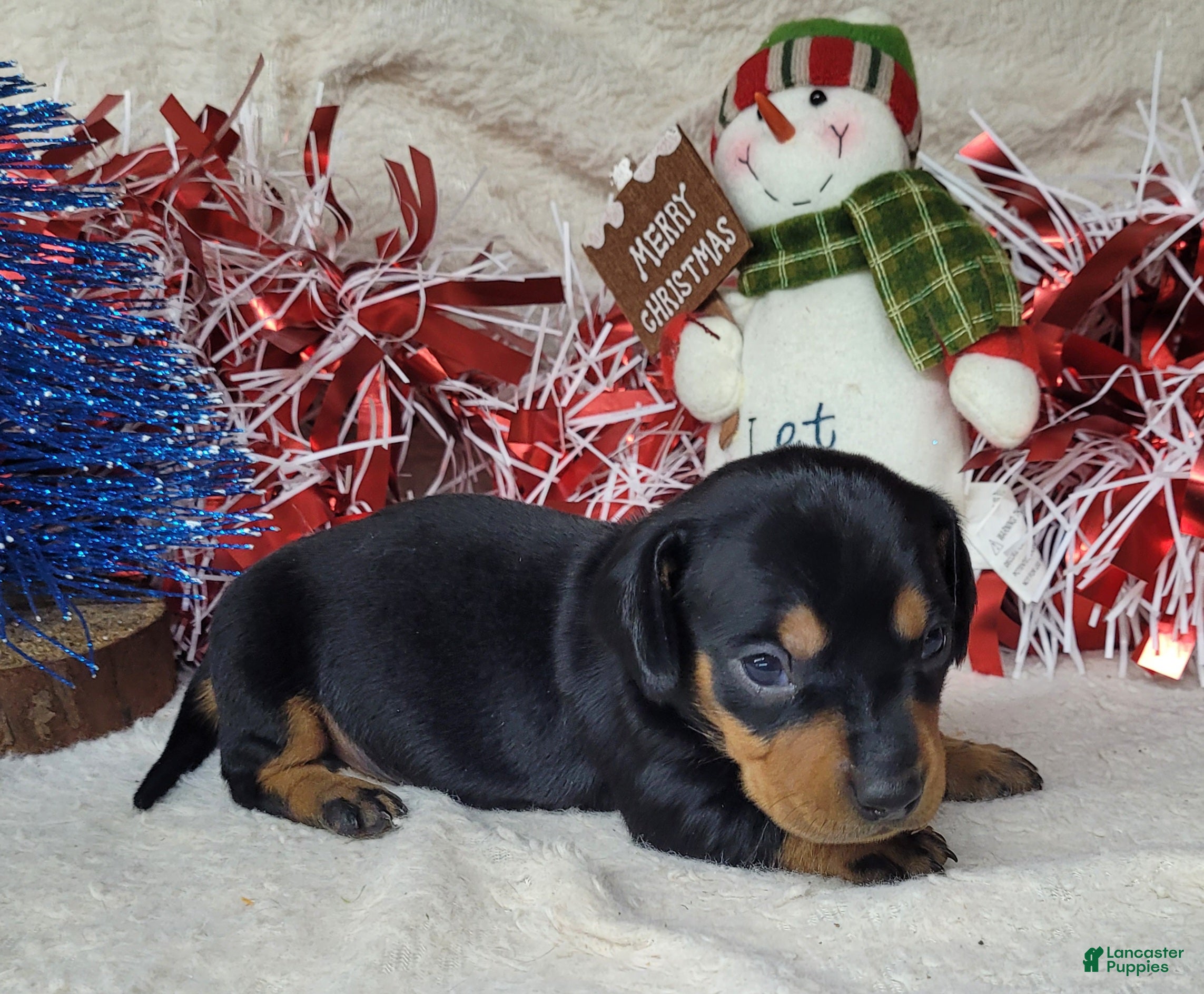 Miniature Dachshund dogs AKC Major - Ad 8