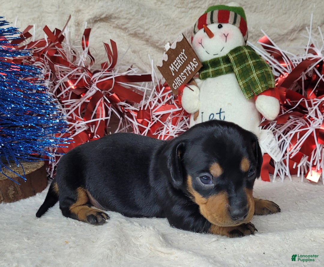Miniature Dachshund dogs for sale: AKC Major - Ad 1