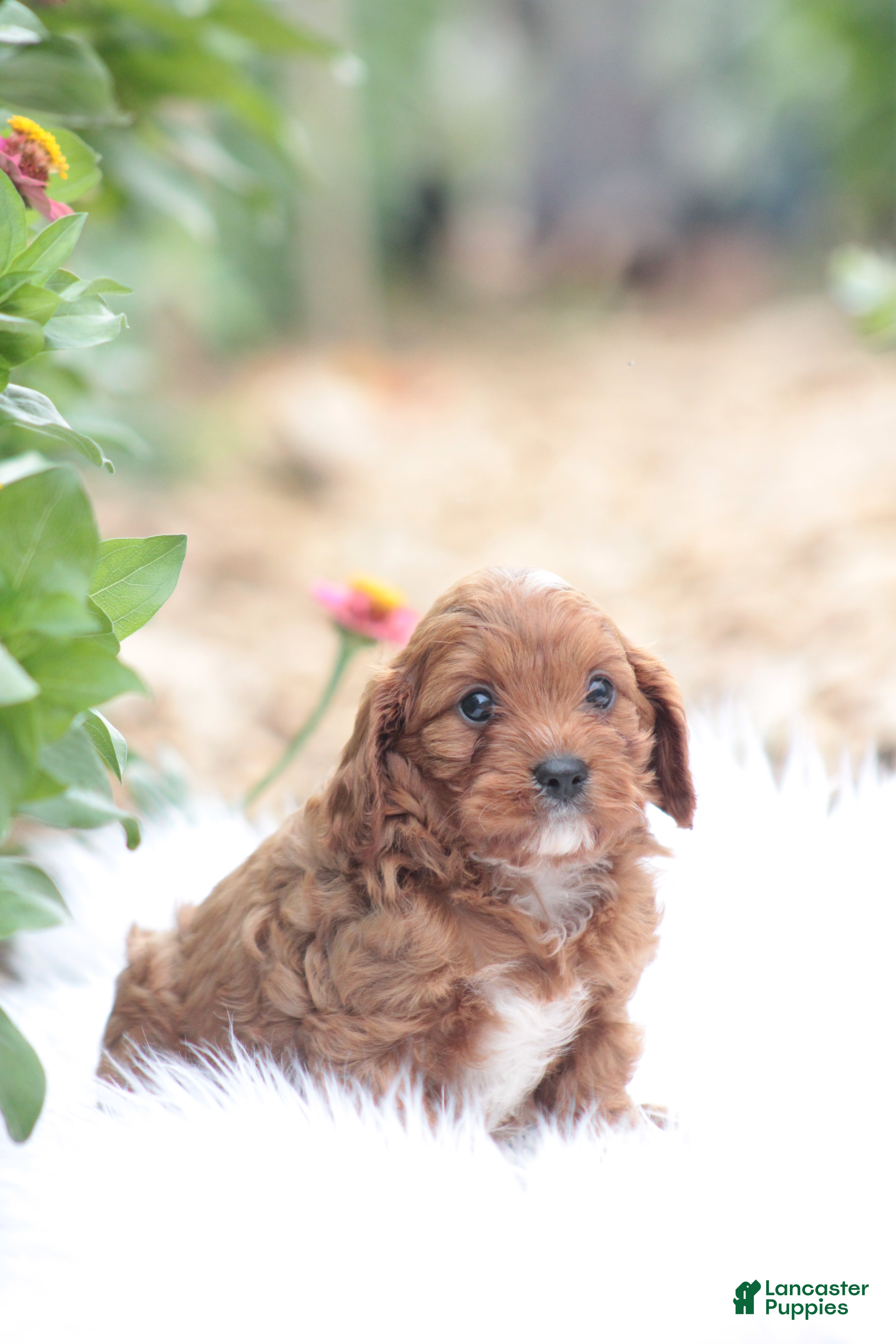 Cavapoo dogs Spunky - Ad 24