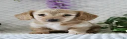 Miniature Dachshund dogs for sale: Zalena - Ad 4
