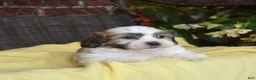 Teddy Bear dogs for sale: Chowder  - Ad 10