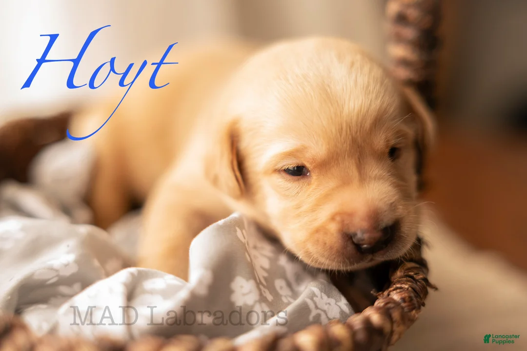 Labrador Retriever dogs for sale: Hoyt - Ad 2