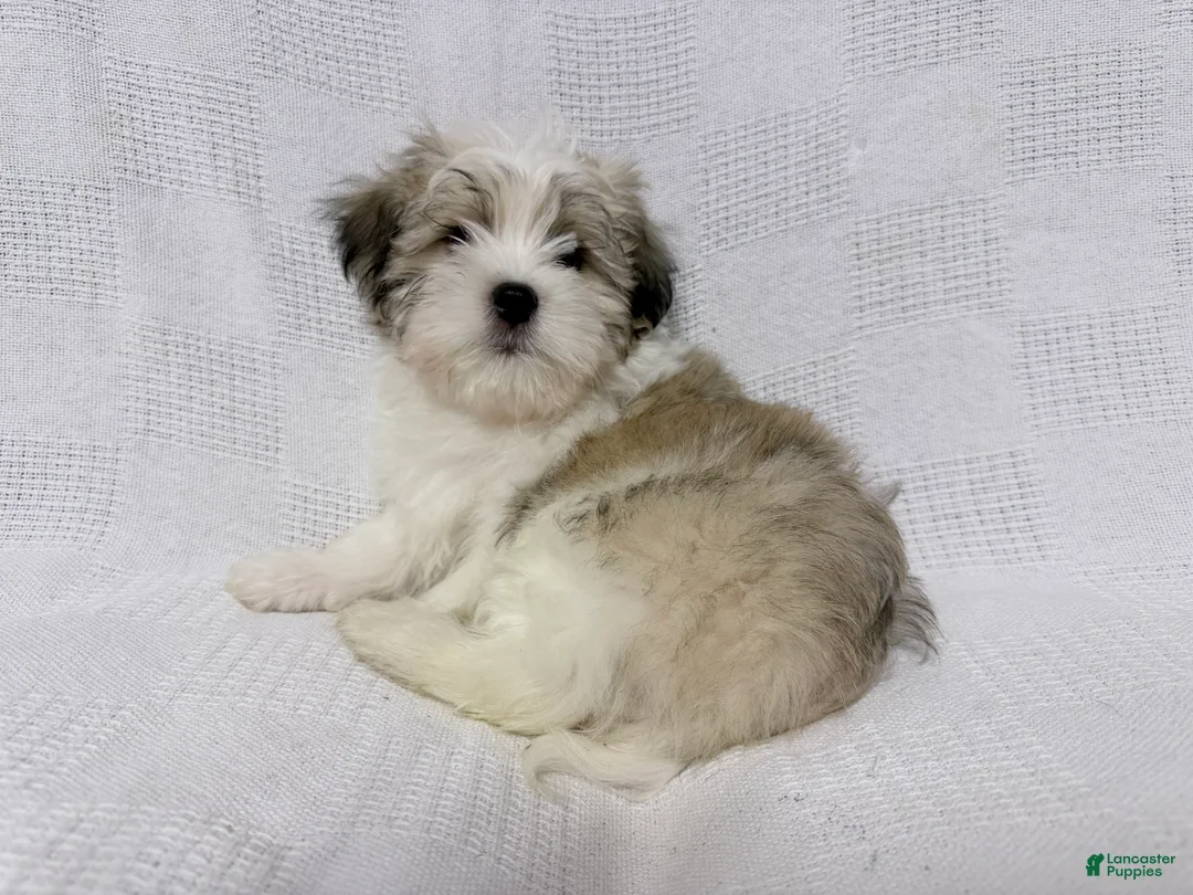 Malshi dogs for sale: Charlie - Ad 9