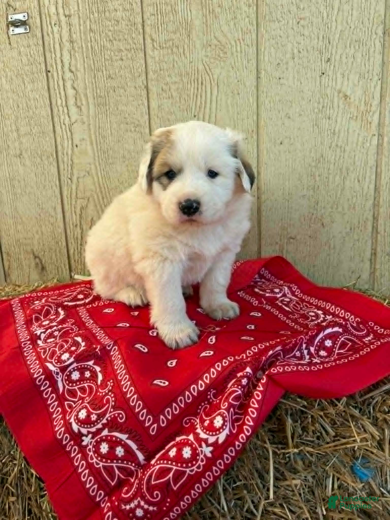 Great Pyrenees dogs Great Pyrenees Puppy 4 Red - Ad 11