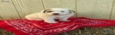 Great Pyrenees Puppy 4 Red