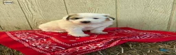 Great Pyrenees dogs for sale: Great Pyrenees Puppy 4 Red - Ad 1